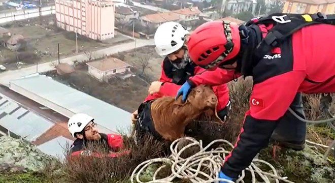 Kayalıklarda mahsur kalan keçi ve yavruları kurtarıldı