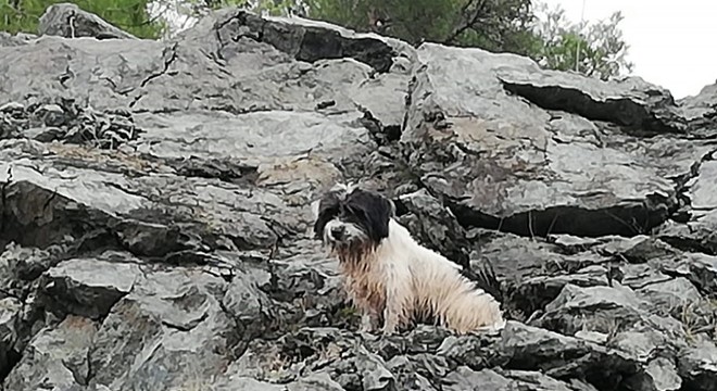 Kayalıklarda mahsur kalan köpeği itfaiye kurtardı
