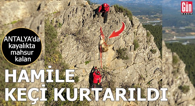 Kayalıkta mahsur kalan hamile keçi kurtarıldı