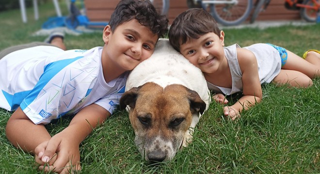 Kaybolan köpeği 'Benekli'yi ilanla arıyor