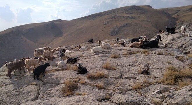 Kaybolan 43 küçükbaş hayvan dron ile bulundu