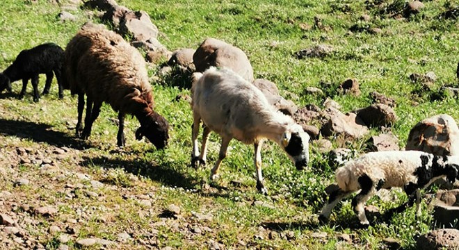 Kaybolan 9 küçükbaş hayvanını jandarma buldu