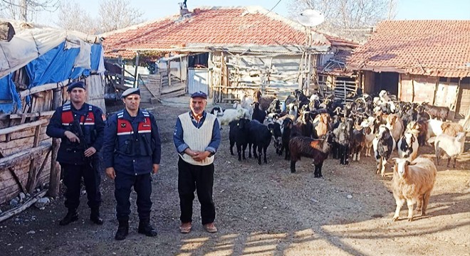 Kaybolan keçileri jandarma buldu