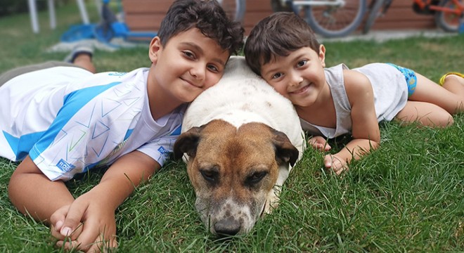 Kaybolan köpeği  Benekli yi ilanla arıyor