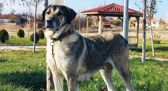 Kayıp Kangal köpeklerini bulana para ödülü verecek