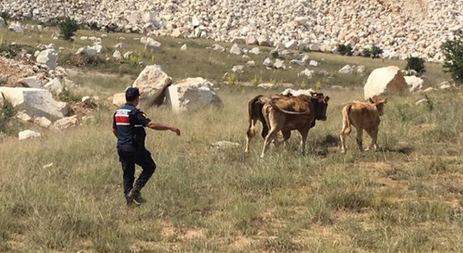Kayıp inekler drone ile bulundu
