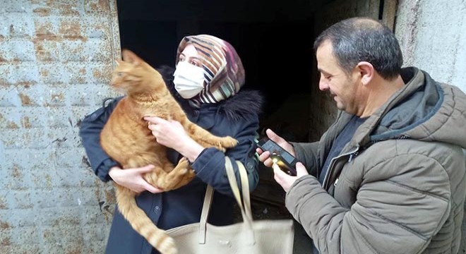 Kayıp kedi 'Portakal' için seferber oldular