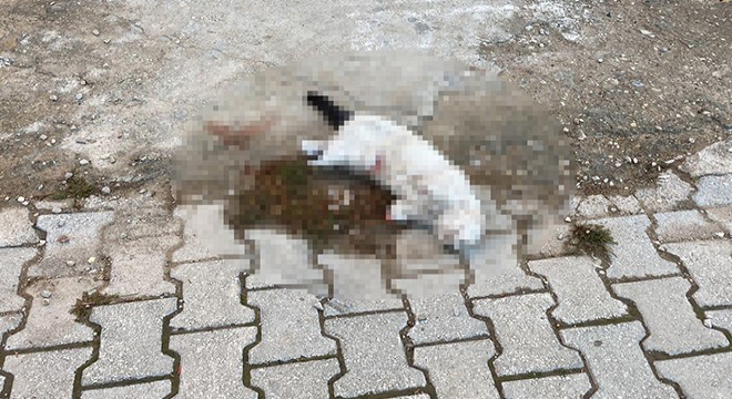 Kayıp kedilerinden biri patileri kesilmiş ve ölü olarak bulundu