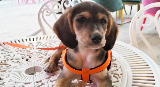 Kayıp köpeği 'Latte' için 5 bin lira ödül koydu