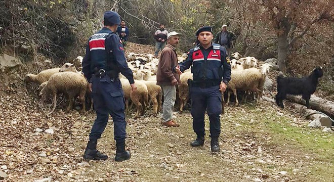 Kayıp koyunları jandarma buldu