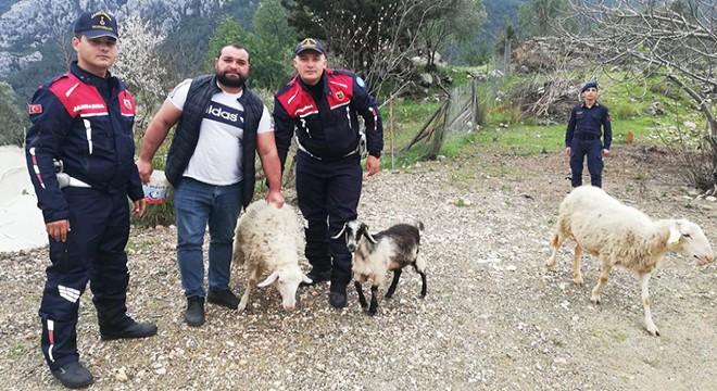 Kayıp 11 küçükbaş hayvanı jandarma buldu