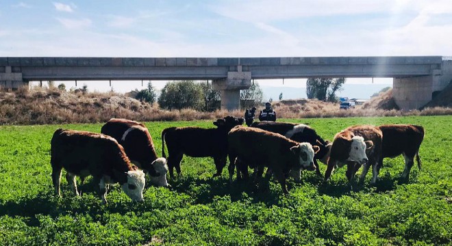 Kayıp büyükbaşlar bulundu