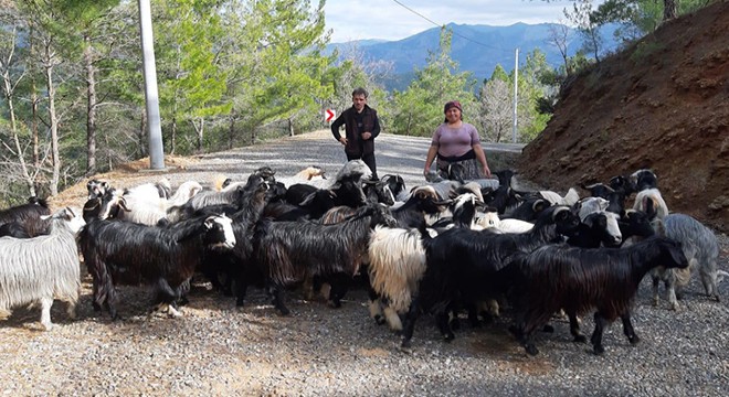 Kayıp hayvanları jandarma buldu