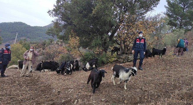 Kayıp hayvanları jandarma buldu