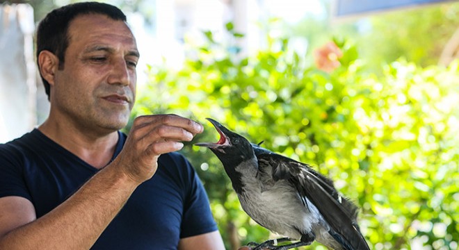 Kayıp kargasının boşluğunu, yavru kargayla doldurdu