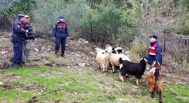 Kayıp keçileri jandarma buldu