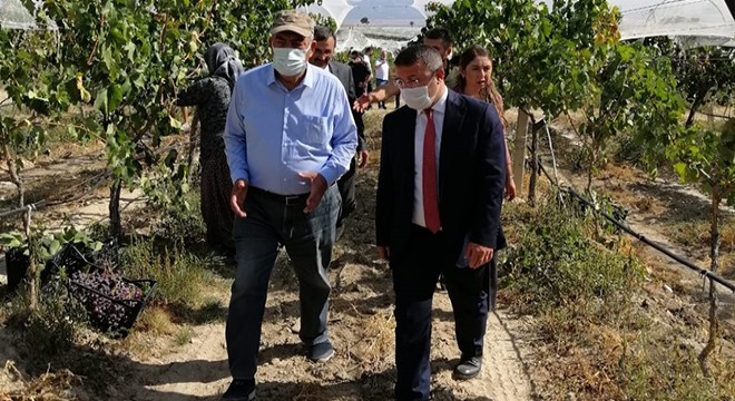 Kaymakam Çimşit üzüm hasadına katıldı