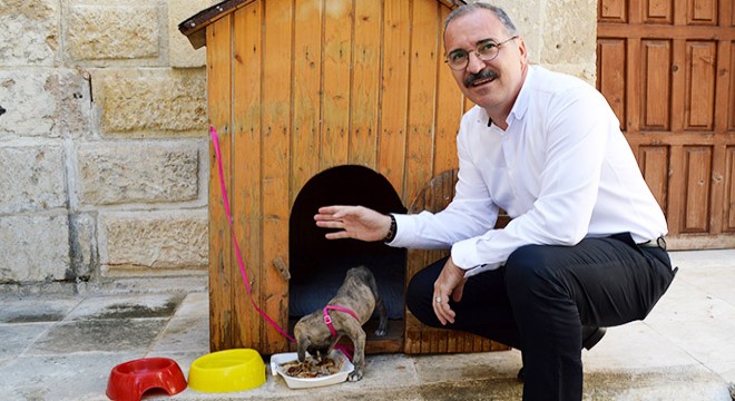 Kaymakam, ölmek üzereyken bulunan köpeği sahiplendi
