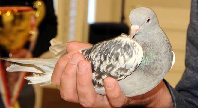Kayseri'de en iyi takla atan güvercinler belirlendi
