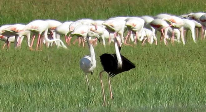 Kayseri de siyah flamingo görüntülendi