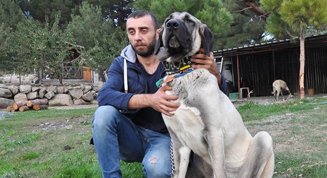 Kaz Dağları’nda yetişen Kangal'a büyük talep