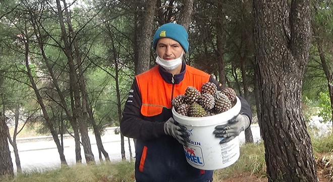 Kaz Dağları'ndaki çam fıstıkları geçim kaynağı oldu