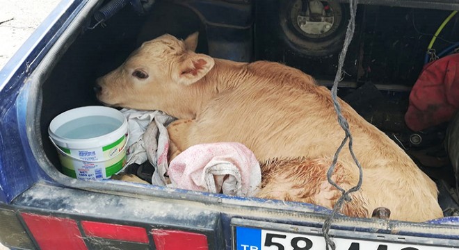 Kaza yapan otomobilin bagajında  buzağı  sürprizi