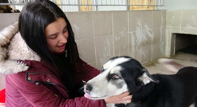 Kazada yaralanan kayıp köpeğine kavuştu