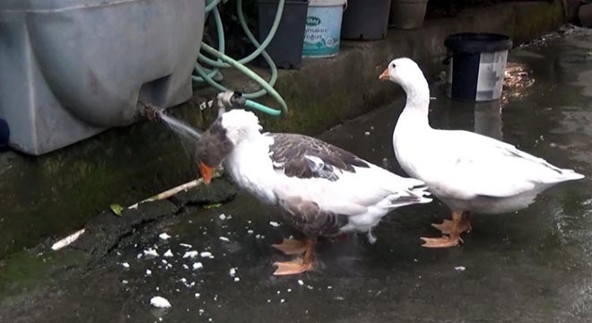 Kazlarına çocukları gibi bakıyor