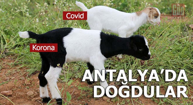 Keçi yavrularına 'Covid' ve 'Korona' adını verdi
