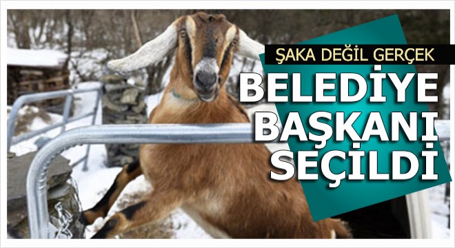 Keçi belediye başkanı seçildi salı günü yemin edecek