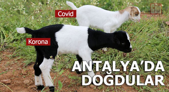 Keçi yavrularına  Covid  ve  Korona  adını verdi