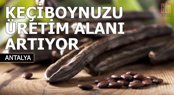 Keçiboynuzu üretim alanı artıyor