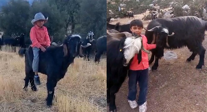 Keçiye binip köy yaşamını anlattı