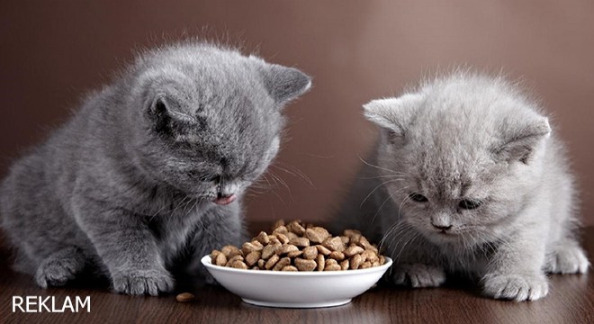 Kedi Maması Seçerken Dikkat Etmeniz Gereken 5 Konu