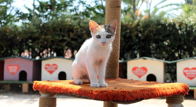 Kedi Park'a turist ilgisi