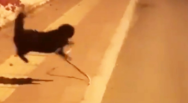 Kedi ile yılanın birbirlerine saldırı anı kamerada