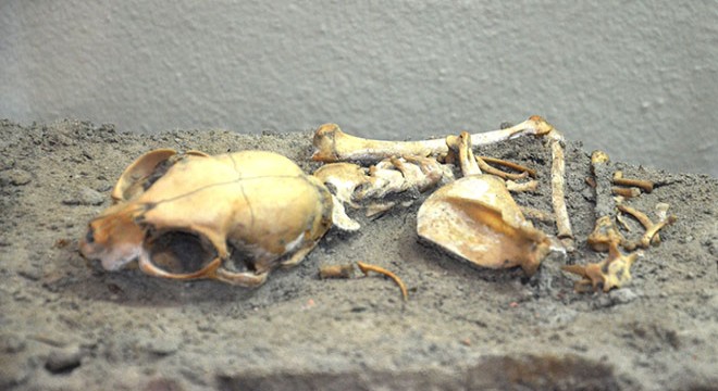 Kedi iskeletleri incelendi, yeni bilgiler ortaya çıktı