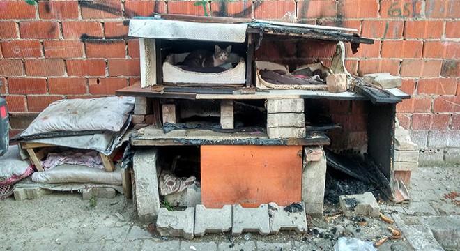Kedi kulübelerini ateşe verdi