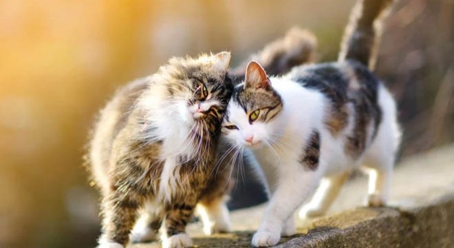 Kedi nafakası