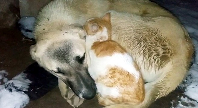 Kedi, soğuk havada köpeğin yanından ayrılmadı