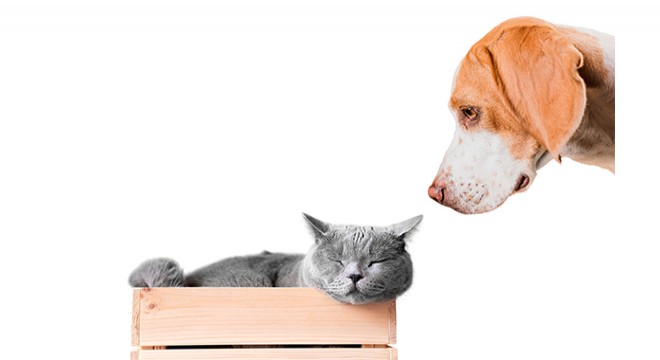 Kedi ve Köpeklerde Klinik Bulgular Her Zaman Belirgin Olmuyor