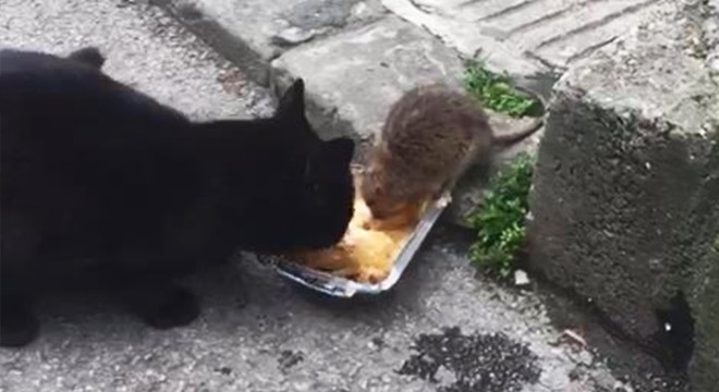 Kedi ve farenin dostluğu görenleri hayrete düşürdü