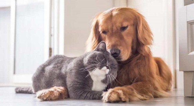 Kedi ve köpekler için istenen kuduz testlerine QR kodlu doğrulama