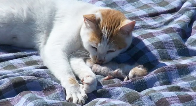 Kedi, ölen yavrusunu kilimin üzerine taşıyıp, yaladı