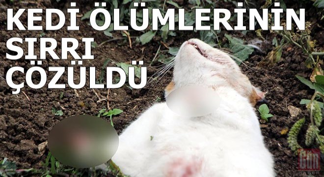 Kedi ölümlerinin sırrı çözüldü