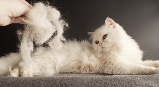 ‘Kedi ya da köpek tüyünden insan ölmez’