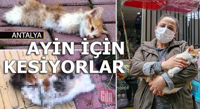 Kediler büyü yapmak için kesiliyor