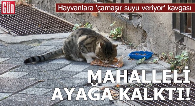 Kedilere 'çamaşır suyu veriyor' kavgası