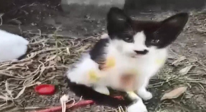 Kedileri asitle yaraladığı belirlenen 1 kişi yakalandı